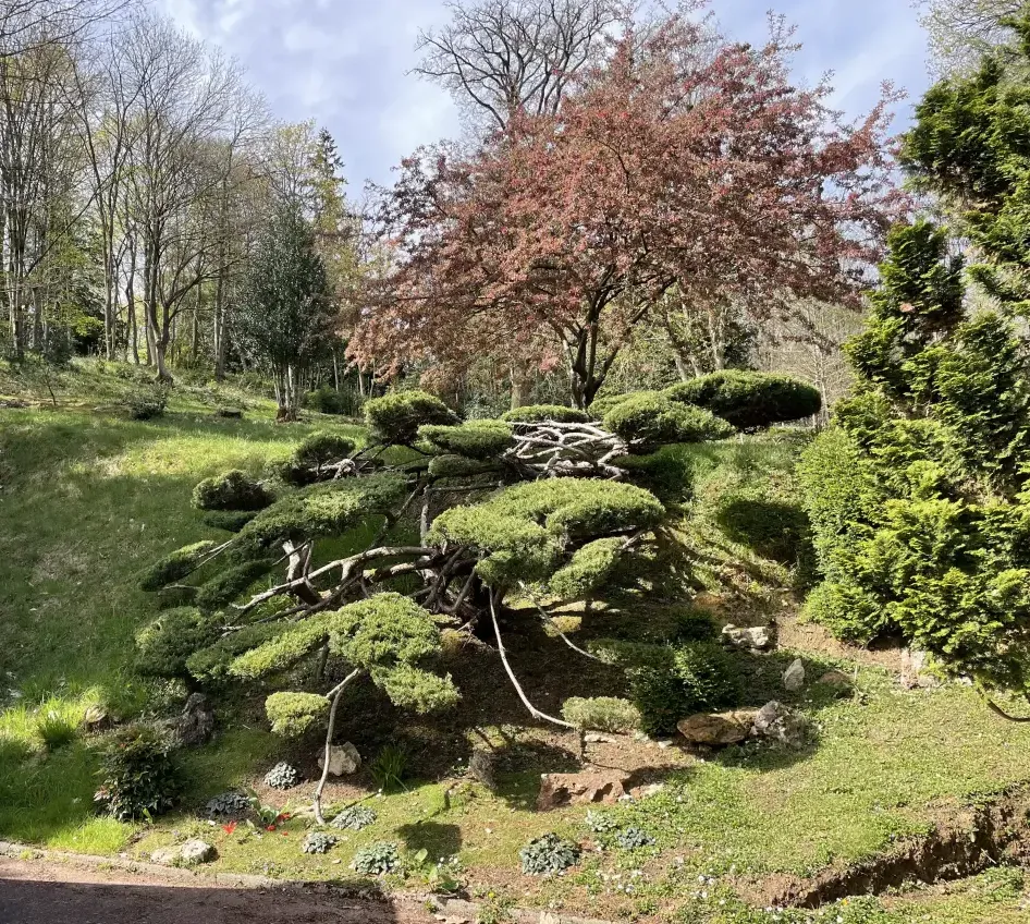 Formation d’un genévrier en plateau – Mise en scène végétale